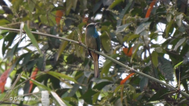Blue-bearded Bee-eater - ML201821311