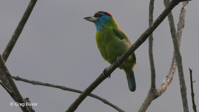 Blue-throated Barbet (Red-crowned) - ML201821361