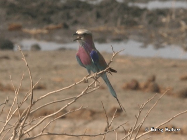 Lilac-breasted Roller - ML201821431