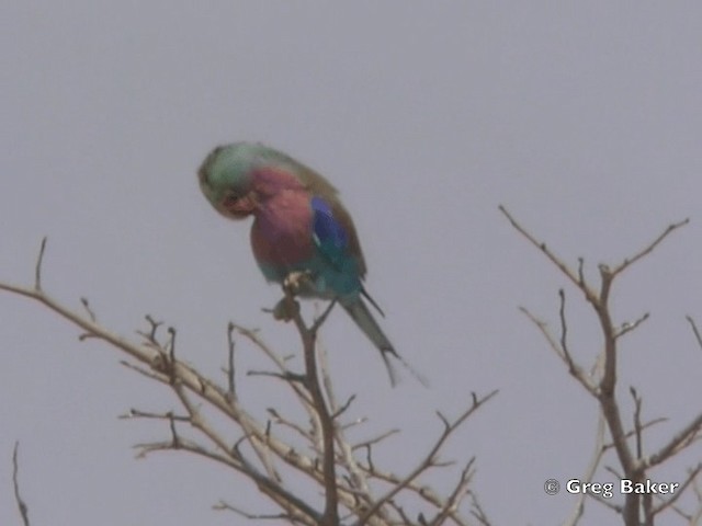 Lilac-breasted Roller - ML201821441