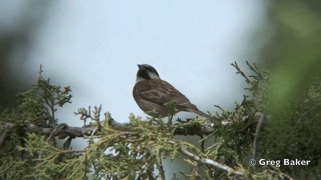 White-capped Bunting - ML201821581