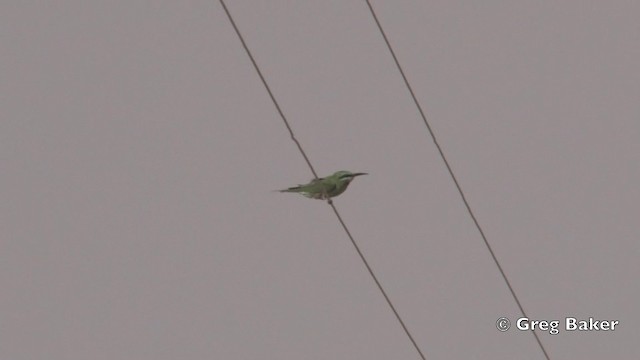 Blue-cheeked Bee-eater - ML201821731