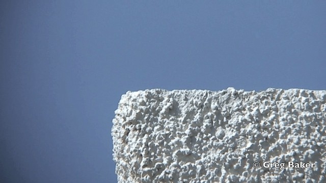 Каменный воробей - ML201821851
