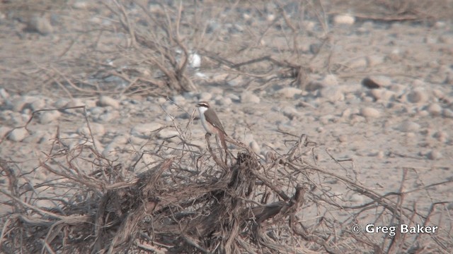 Red-tailed Shrike - ML201821871