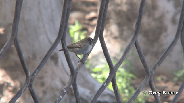 Hume's Warbler - ML201822131