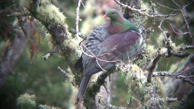 New Zealand Pigeon (New Zealand) - ML201822541