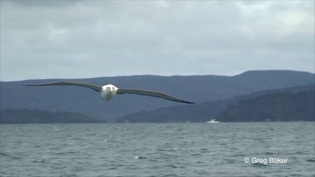 White-capped Albatross (steadi) - ML201822931