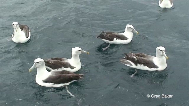 White-capped Albatross (steadi) - ML201822941