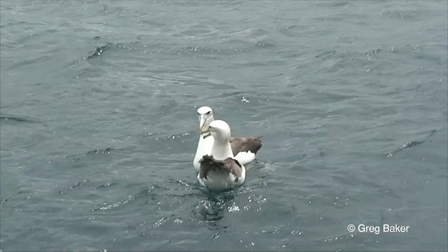 White-capped Albatross (steadi) - ML201822951