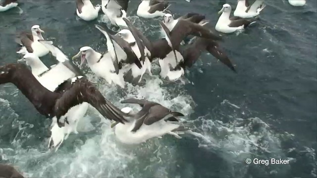 White-capped Albatross (steadi) - ML201822961