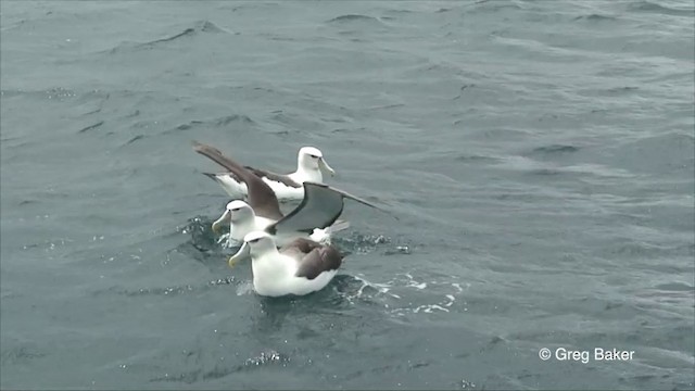 White-capped Albatross (steadi) - ML201822971
