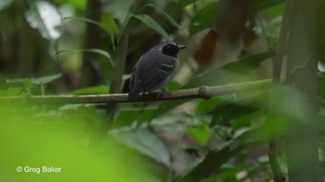 Black-faced Antbird - ML201823181