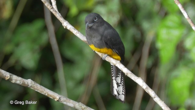  - Green-backed Trogon
