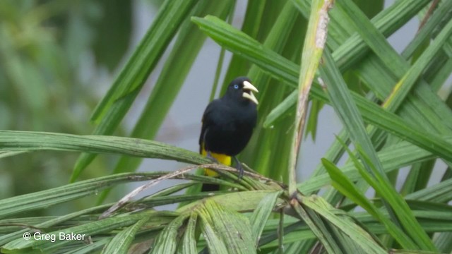 Yellow-rumped Cacique (Amazonian) - ML201823511