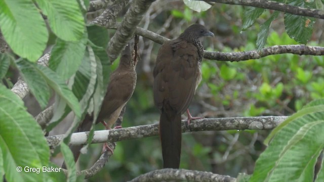 Speckled Chachalaca (Speckled) - ML201823521