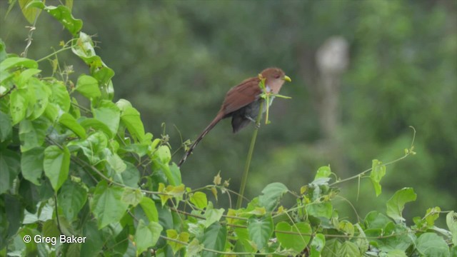 Squirrel Cuckoo (Amazonian) - ML201823701