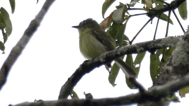 Gray-crowned Flatbill - ML201823751