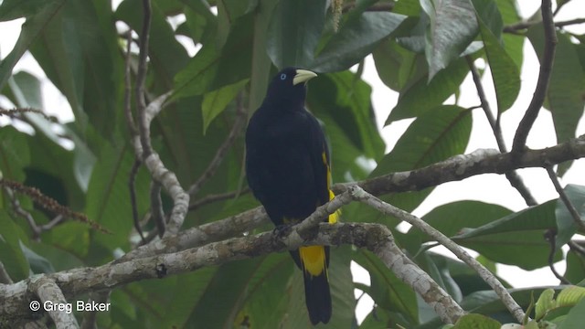 Yellow-rumped Cacique (Amazonian) - ML201823821