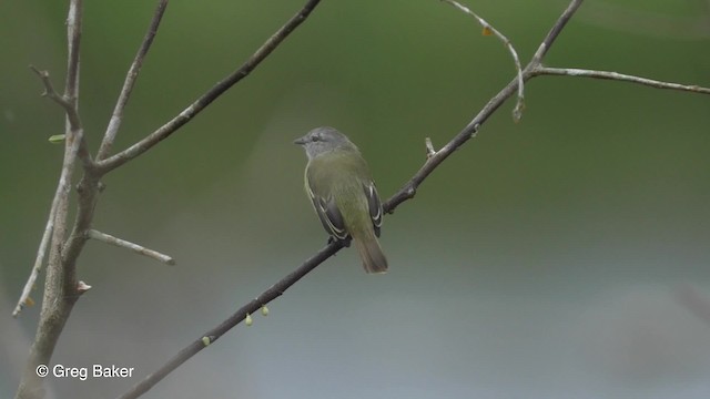 Yellow-crowned Tyrannulet - ML201823861