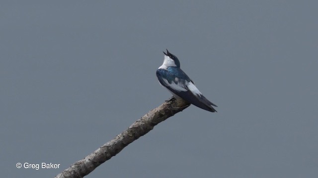 White-winged Swallow - ML201823891