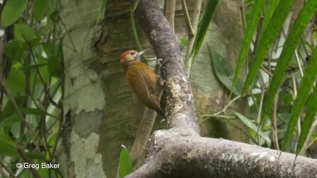 Smoky-brown Woodpecker - ML201823971