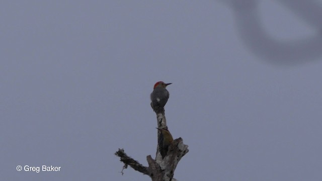Golden-fronted Woodpecker - ML201824021