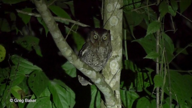 Middle American Screech-Owl (Middle American) - ML201824031
