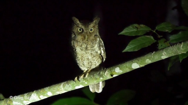 Middle American Screech-Owl (Middle American) - ML201824041