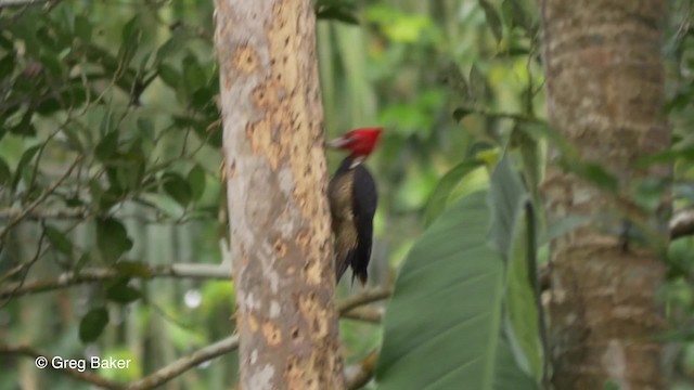 Pale-billed Woodpecker - ML201824091