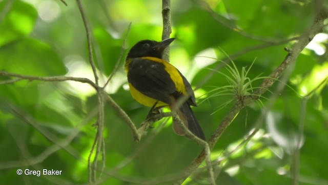 Black-throated Shrike-Tanager - ML201824131