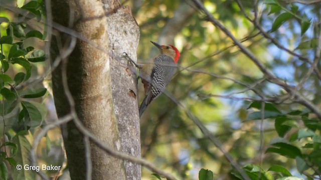 Golden-fronted Woodpecker (Velasquez's) - ML201824281
