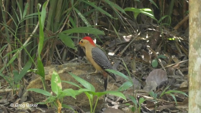 Golden-fronted Woodpecker (Velasquez's) - ML201824291