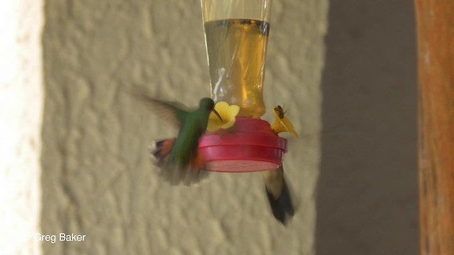 kolibřík lesklý - ML201824321