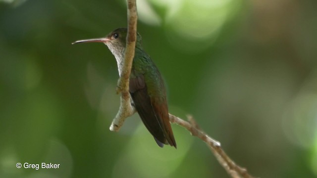 Rufous-tailed Hummingbird - ML201824351