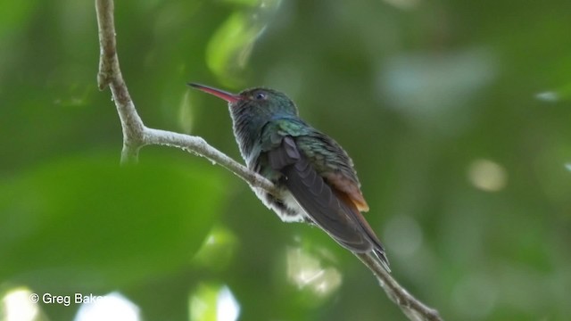 Rufous-tailed Hummingbird - ML201824361