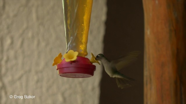 kolibřík klínoocasý (ssp. pampa) - ML201824371