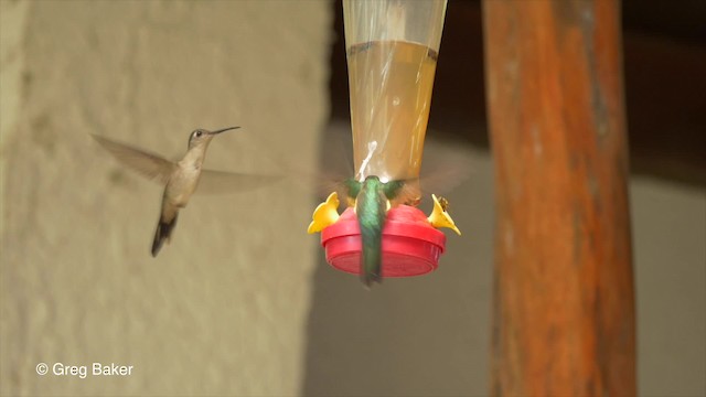 kolibřík klínoocasý (ssp. pampa) - ML201824381