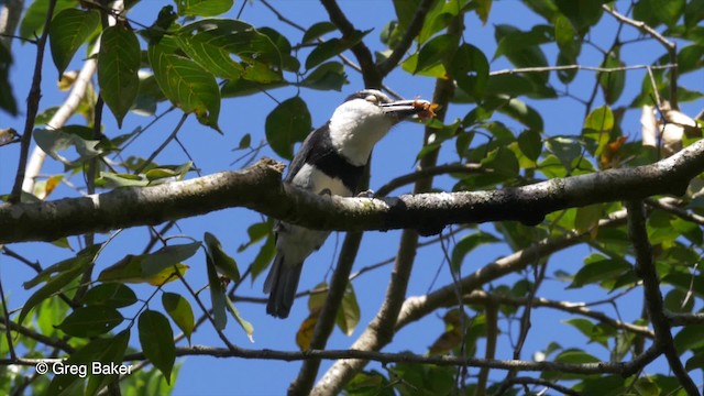 White-necked Puffbird - ML201824411