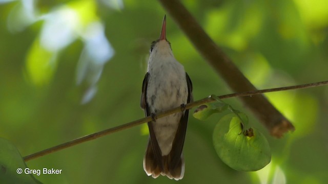 kolibřík helikóniový - ML201824471