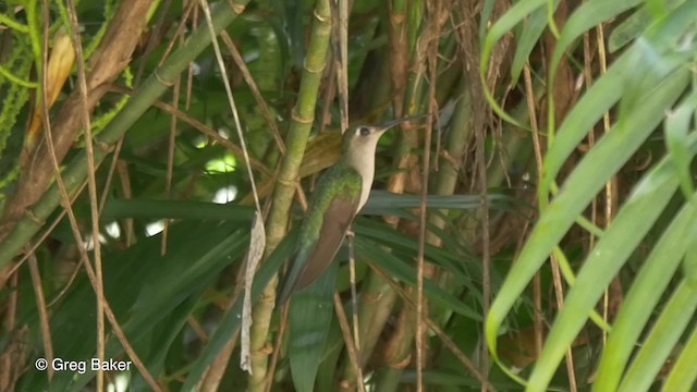 Wedge-tailed Sabrewing (Wedge-tailed) - ML201824481