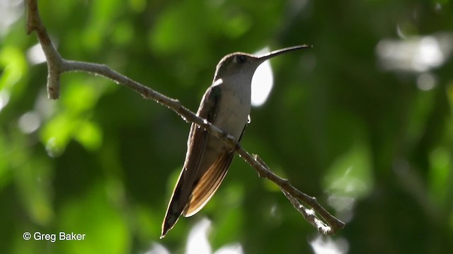 Wedge-tailed Sabrewing (Wedge-tailed) - ML201824491