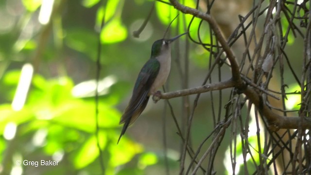 Wedge-tailed Sabrewing (Wedge-tailed) - ML201824501