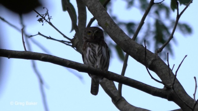 Ferruginous Pygmy-Owl (Ferruginous) - ML201824551