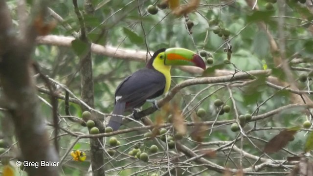 サンショクキムネオオハシ Ebird