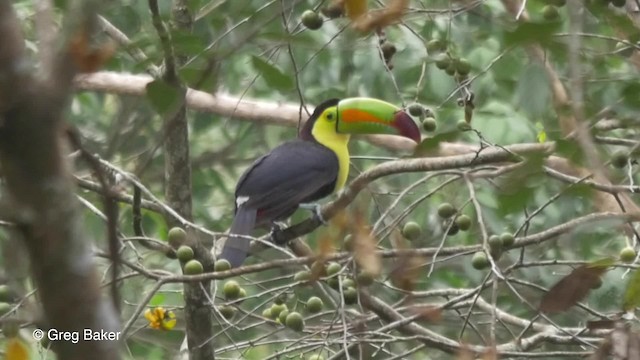 Keel-billed Toucan - ML201824591