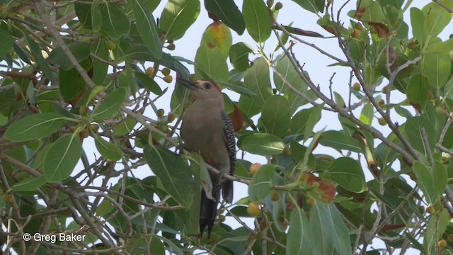 Golden-fronted Woodpecker (Velasquez's) - ML201824701