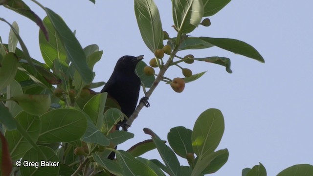 Black Catbird - ML201824711
