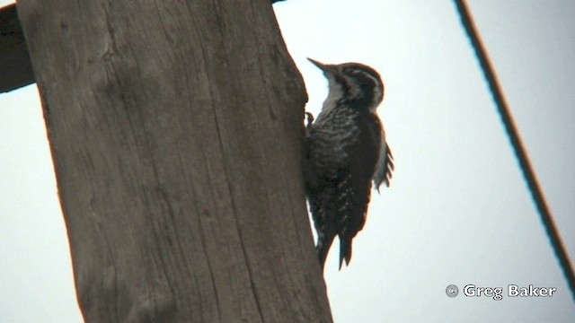 Eurasian Three-toed Woodpecker (Eurasian) - ML201824861