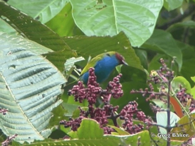 Bay-headed Tanager (Bay-and-blue) - ML201824991