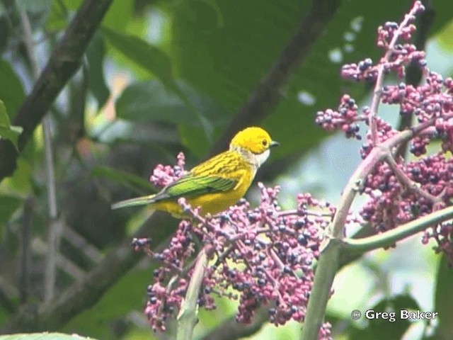 Silver-throated Tanager - ML201825011